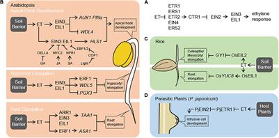 Ethylene Signaling Facilitates Plant Adaption to Physical Barriers